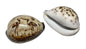 Hand Painted Random Design Drawing Sea Shell Crafts Shankh For Decoration Aquarium Gift Memoir Table Weight 8.5x6x4.5xcm Approx Oval White Brown (Sold as 1 piece) [ac-artifctcrfts-00003-m3]