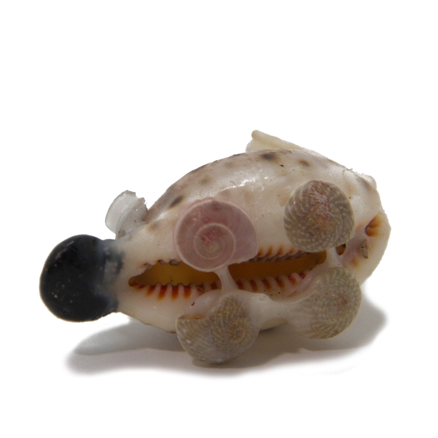 Handmade Sea Shell Crafts Miniature Toys Mixed Size 3.5 cm to 5 cm Range Assorted Animal Shapes Random Shade (Sold as 1 piece) [ac-artifctcrfts-00010-m1]
