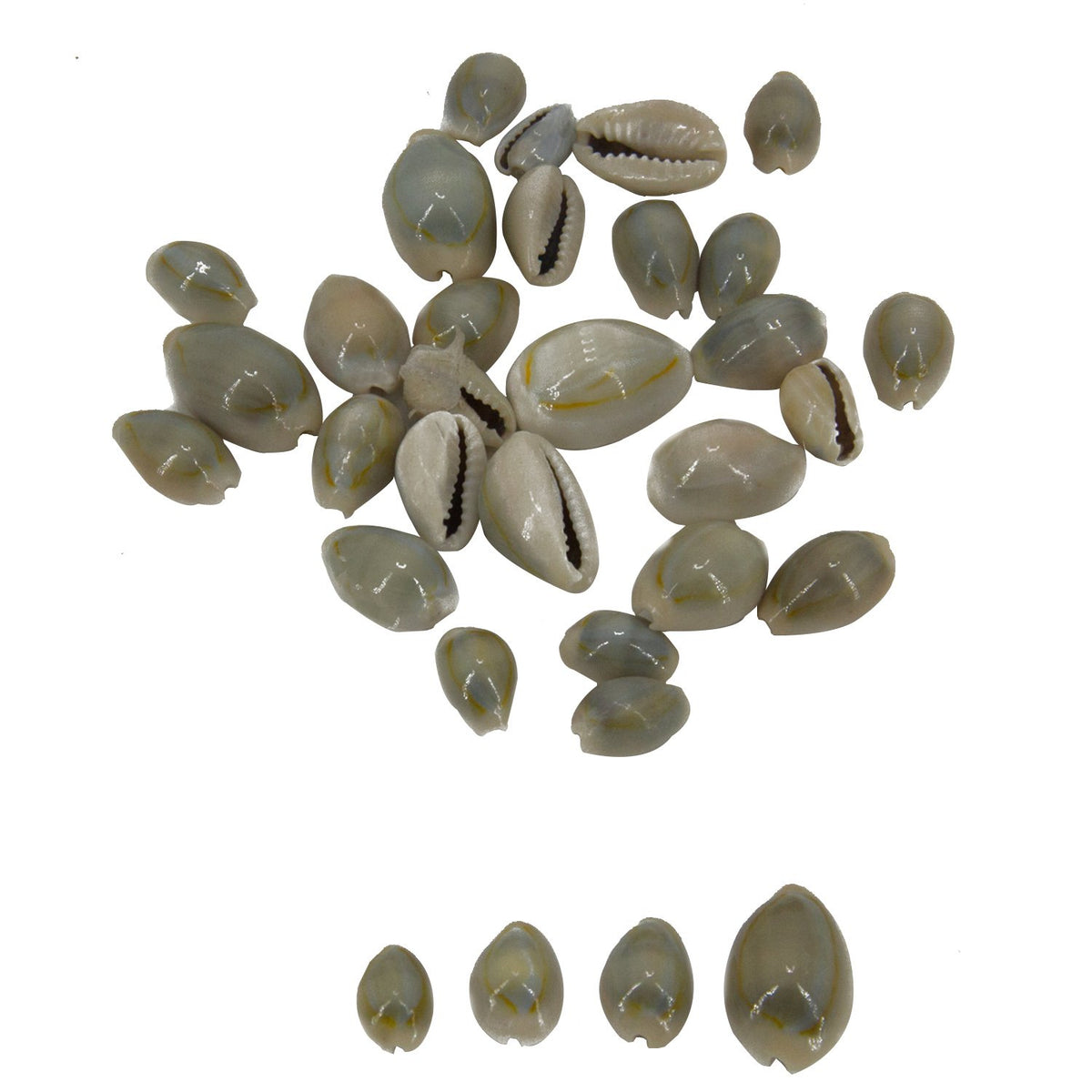 Sea Shells Cowrie For Aquarium Crafts Decoration Games Mixed Size 1 to 2 CM Long Oval White (Pack of 50 grams, 75 Pieces Approx) [ac-artifctcrfts-00011-m2]