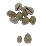 Sea Shells Cowrie For Aquarium Crafts Decoration Games Mixed Size 2 to 2.5 CM Long Oval White (Pack of 50 grams, 40 Pieces Approx) [ac-artifctcrfts-00011-m3]