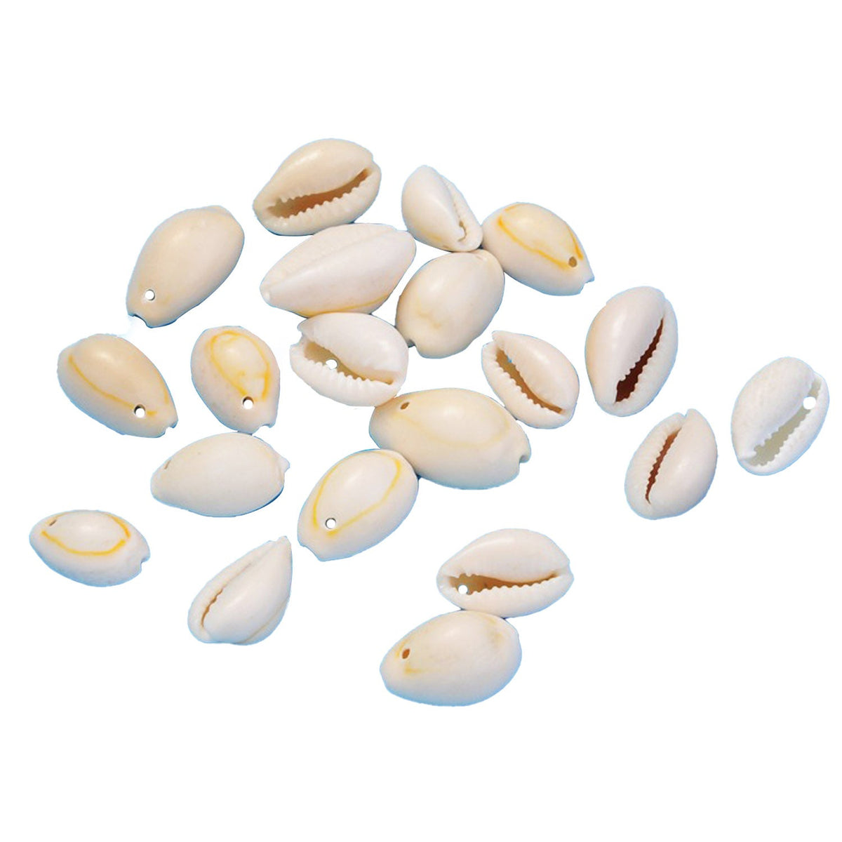 Sea Shell Beads Small Charms (Mixed Sizes 1 to 1.5 CMs, 50+ Pieces, 25 Grams Wt) With Hole Approx 2 MM For Jewellery Making Crafts Decoration