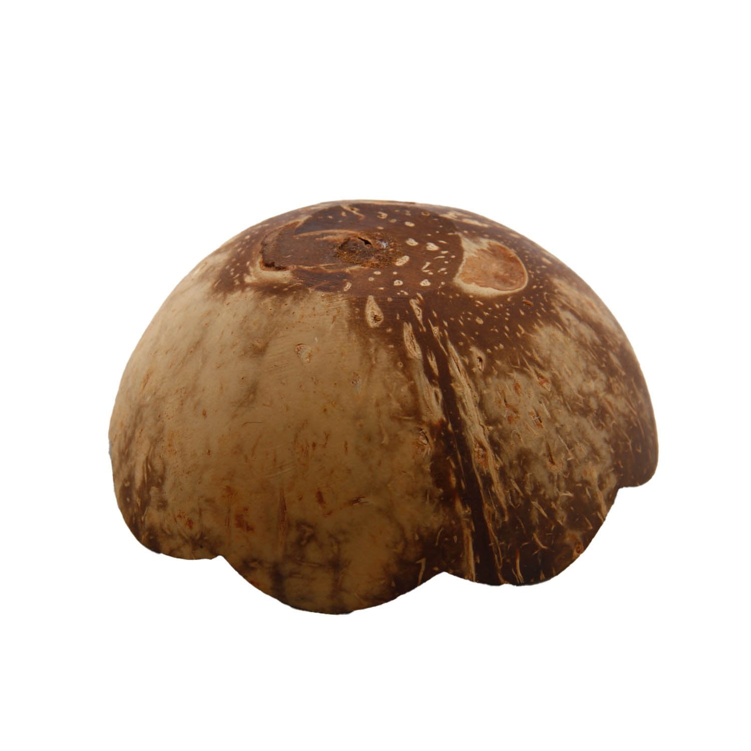 Coconut Shell Handmade Incense Stick Holder Bowl (Pack of 1) 4x2 Inch [ac-homektchn-00010-m1]